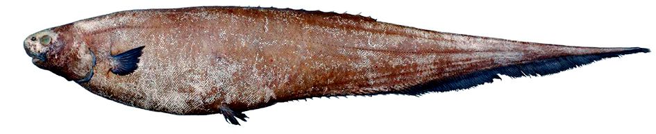 Notacanthus chemnitzii_06.jpg